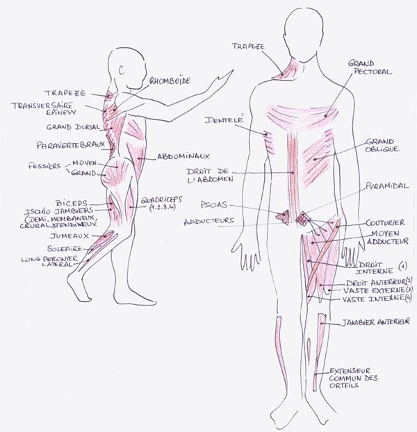 shéma des muscles utilisés pour l'équitation