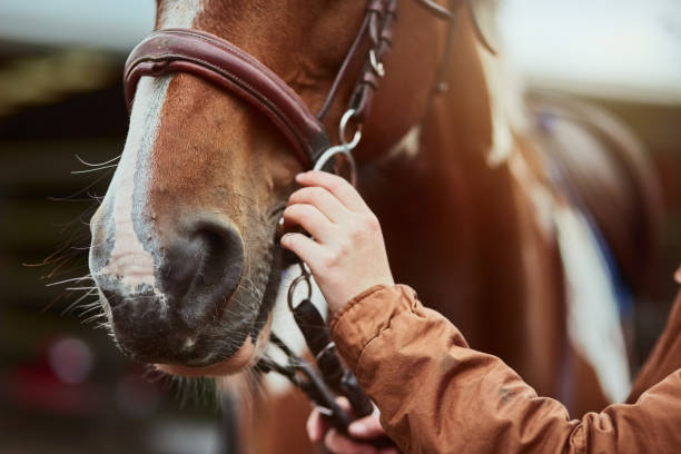 Gros plan sur un cheval et une fille qui ajuste les rennes