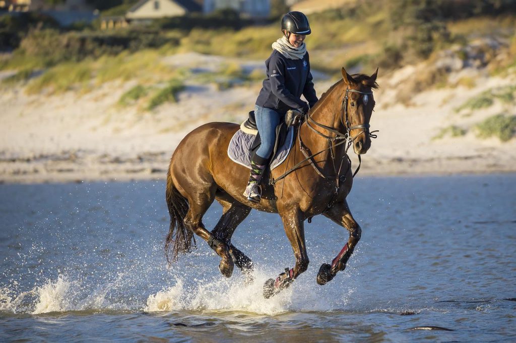 équitation